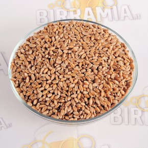 Grano tenero antico non maltato - 5 kg