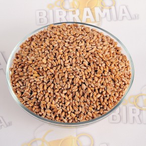 Grano tenero nazionale non maltato - 5 kg