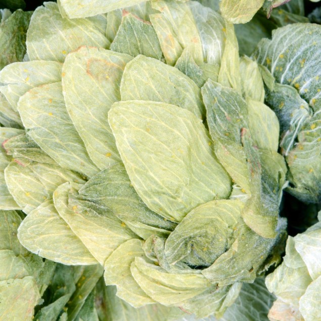 Luppolo Pacific Jade 250 g (Coni)