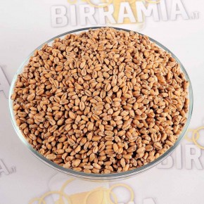 Malto di frumento in grani 5 kg (Weizen), Malteria...